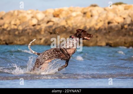 Deutscher Kurzhaarzeiger spielt im seichten Wasser am Strand. Stockfoto
