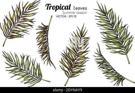 Set von Palm Blatt Zeichnung Illustration mit Strichzeichnungen auf weißen Hintergründen. Stock Vektor