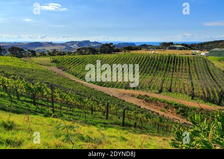 Ein Weinberg auf hügeligen Hügeln. Fotografiert auf Waiheke Island, Neuseeland Stockfoto