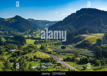 Ländliche Hügellandschaft in Waitao in der Bay of Plenty, Neuseeland. Die kleinen Berge sind von Kiefernplantagen bedeckt Stockfoto