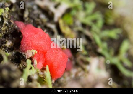Lichenicole Pilze (Illosporiopsis christiansenii) Stockfoto