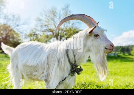 Altes weißes Ziegenmännchen auf grüner Wiese Stockfoto