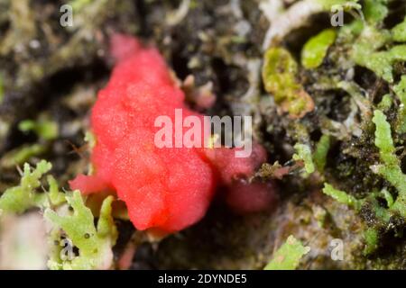 Lichenicole Pilze (Illosporiopsis christiansenii) Stockfoto