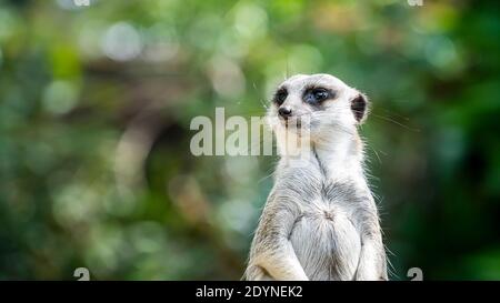 Nahaufnahme eines stehenden Erdmännchen mit einem natürlichen grünen Hintergrund Stockfoto