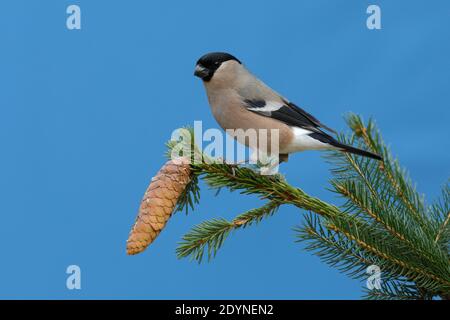 Eurasischer Gimpel (Pyrrhula pyrrhula), weiblich, sitzend auf einem Ast mit Fichtenzapfen einer gemeinen Fichte (Picea abies), Nordrhein-Westfalen Stockfoto