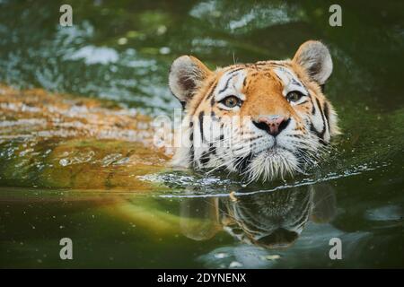 Sibirischer Tiger (Panthera tigris tigris) Schwimmen in einem See, gefangen, Inzidenz in Russland und Nordostchina Stockfoto