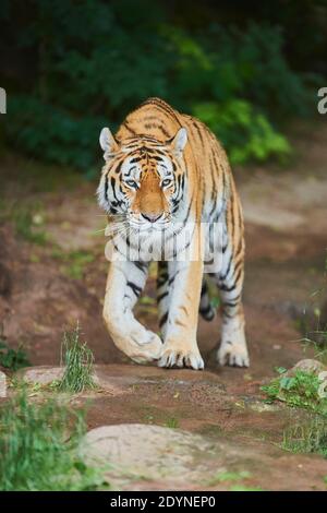 Sibirischer Tiger (Panthera tigris tigris) in einem Wald, gefangen, Inzidenz in Russland und Nordostchina Stockfoto