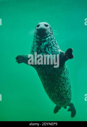 Seehund oder Seehund (Phoca vitulina) schwimmend unter Wasser, gefangen, Deutschland, Europa Stockfoto