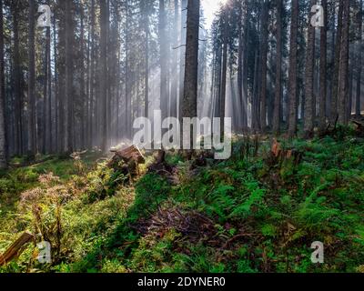 Sonnenlicht durch Bäume Stockfoto