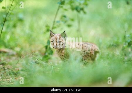 Eurasischer Luchs (Lynx Luchs), Kätzchen auf dem Waldboden, gefangen, Deutschland, Europa Stockfoto