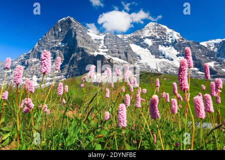 Eiger und Moench mit Schlangenknöterchen, Berner Oberland, Schweiz Stockfoto