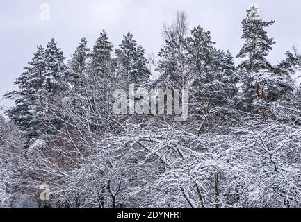 Schönen Winter Forest mit schneebedeckten Bäumen. А Menge dünnen Zweigen bedeckt mit weißen Schnee Stockfoto