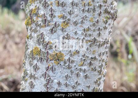 Baumrinde, Silberpappel, Populus alba, Rinde Stockfoto