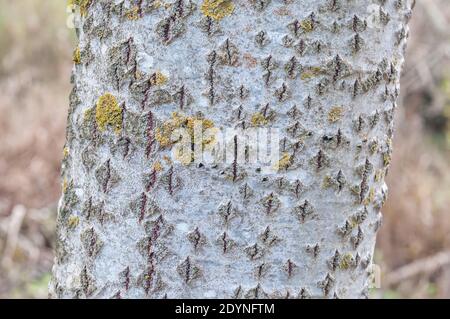 Baumrinde, Silberpappel, Populus alba, Rinde Stockfoto