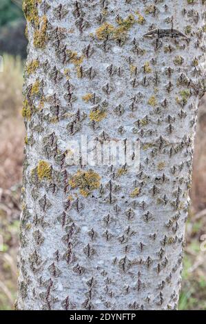 Baumrinde, Silberpappel, Populus alba, Rinde Stockfoto