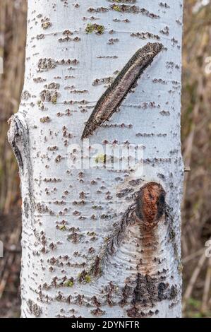 Baumrinde, Silberpappel, Populus alba, Rinde Stockfoto