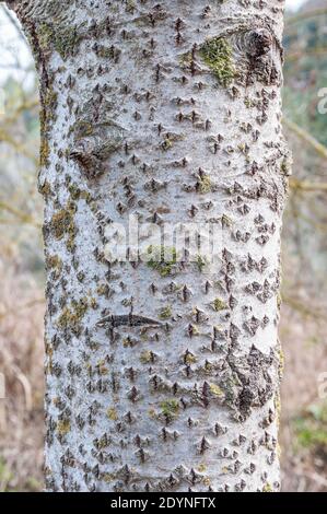 Baumrinde, Silberpappel, Populus alba, Rinde Stockfoto