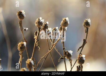 Trockene Reiffrostpflanze steht an einem klaren Wintertag im Freien nahe am blauen Himmel. Trockene schneebedeckte Pflanzen im Winter. Trocken gefrorene Blumen Muster. Stockfoto