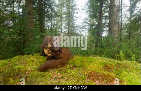 Pine Marten (Martes martes) weiblich und Kit, Trossachs National Park, Schottland, Großbritannien. Juli 2020. Fotografiert von Kamerafalle. Stockfoto