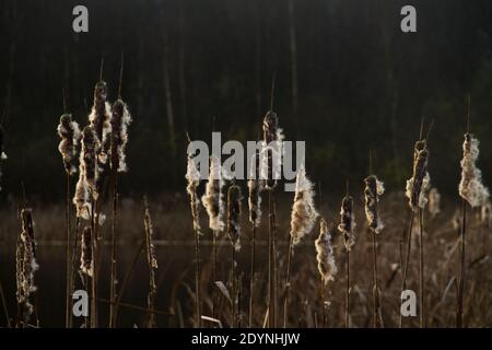 Reife Ähren des Gemeinen Bulrush im Herbst, voll von flauschigen Achenen, im Hintergrund ein Wald und ein Teich Stockfoto