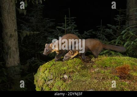 Pine Marten (Martes martes), Trossachs National Park, Schottland, Großbritannien. Juli 2020. Buchse und Kit. Fotografiert von Kamerafalle. Stockfoto