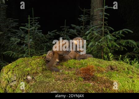 Pine Marten (Martes martes), Trossachs National Park, Schottland, Großbritannien. Juli 2020. Buchse und Kit. Fotografiert von Kamerafalle. Stockfoto