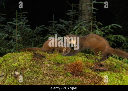 Pine Marten (Martes martes), Trossachs National Park, Schottland, Großbritannien. Juli 2020. Buchse und Kit. Fotografiert von Kamerafalle. Stockfoto