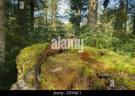 Pine Marten (Martes martes), Trossachs National Park, Schottland, Großbritannien. Juli 2020. Fotografiert von Kamerafalle. Stockfoto