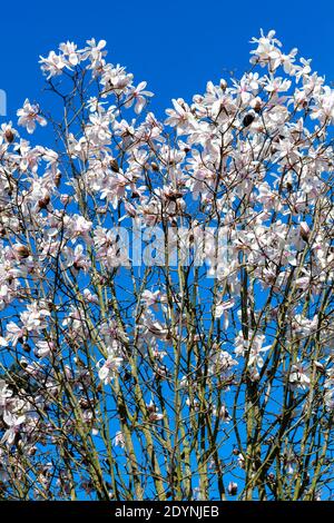 Weiße rosa Magnolie blüht blühend auf einem Frühlingsbaum Zweig in der Frühlingssaison mit einem blauen Himmel, der Ist allgemein bekannt als Weidenblatt Magnol Stockfoto