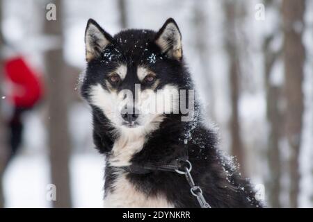 Husky Hund gezüchtet. Diese Rasse der inländischen Hund (Canis familiaris) wird in Teams Schlitten in arktischen Schnee zu ziehen. Die Hunde können den Schlitten ziehen Stockfoto