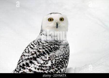 Weibliche Schneeule (Bubo scandiacus). Im Gegensatz zu vielen anderen Eulen, ist die schneebedeckte Eule tagtäglich, Jagd während des Tages in der arktischen Region fotografiert, Finla Stockfoto