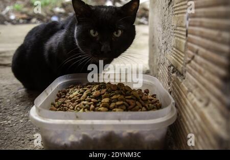 Streunende Katzen essen auf der Straße, Detail von verlassenen Tieren Stockfoto