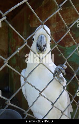 Australischer Schwefel-Haubencockatoo, der kurz vor dem Sprechen steht Stockfoto