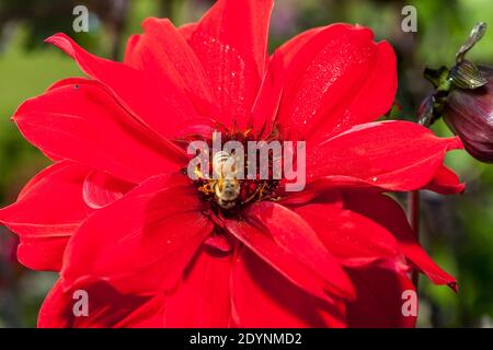 "Bischof von Llandaff" Pfingstrose Blüte Dahlie, Piondahlia (Dahlia x Hortensis) Stockfoto