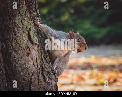 Das östliche Grauhörnchen (Sciurus carolinensis), auch als das Grauhörnchen bekannt, ist ein Baumhörnchen der Gattung Sciurus. Stockfoto