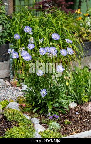 Kaukasische scabious, Höstvädd (Scabiosa caucasica) Stockfoto