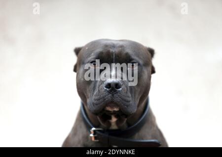 Nahaufnahme eines erwachsenen amerikanischen Pitbull Stockfoto