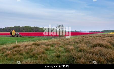 Westerbork, Niederlande - 23. April 2020; Traktor als Pumpe für die Bewässerung roten Blumenfeld in der Nähe Heide Feld während Frühjahr Licht dloods Stockfoto