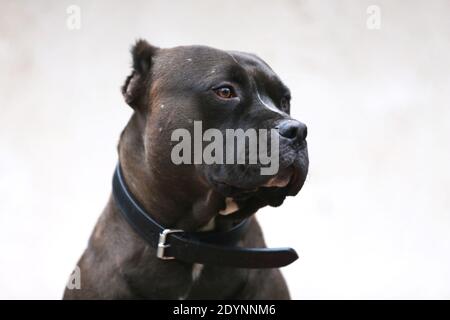 Nahaufnahme eines erwachsenen amerikanischen Pitbull Stockfoto
