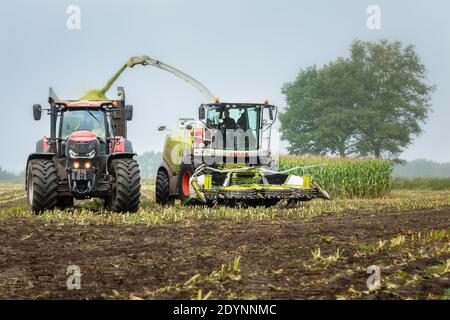 Meppen, Niederlande - 30. September 2020; Ernte Mais mit modernen Maschinen Bulk kipper und Traktor nebligen Morgen Stockfoto