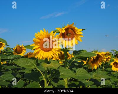 Schöne blühende gelbe Sonnenblumen in einem großen Sonnenblumenfeld in Ungarn im Sommer Stockfoto