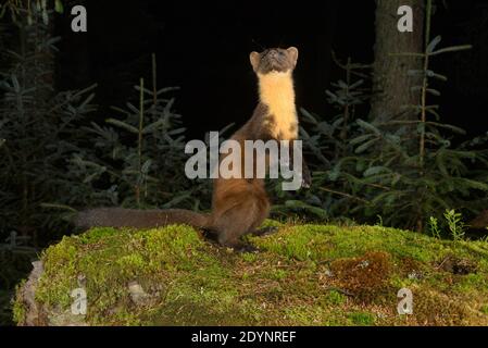 Pine Marten (Martes martes), Trossachs National Park, Schottland, Großbritannien. September 2020. Fotografiert von Kamerafalle. Stockfoto