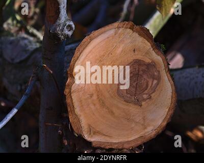 Nahaufnahme eines frisch geschnittenen Holzstammes mit sichtbarem Kern im Wald. Stockfoto