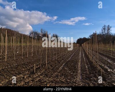 Neu gepflanzte Apfelbäume auf landwirtschaftlichem Feld mit Holzsäulen und Traktorschienen auf schmutzigem Boden in der Wintersaison bei Hagnau, Deutschland. Stockfoto