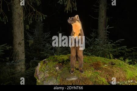 Pine Marten (Martes martes), Trossachs National Park, Schottland, Großbritannien. Oktober 2020. Fotografiert von Kamerafalle. Stockfoto