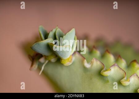 Details der Blätter einer krampfartigen Pflanze der Art Kalanchoe laetivirens Stockfoto