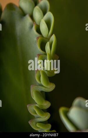 Details der Blätter einer krampfartigen Pflanze der Art Kalanchoe laetivirens Stockfoto