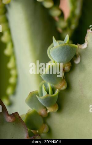 Details der Blätter einer krampfartigen Pflanze der Art Kalanchoe laetivirens Stockfoto