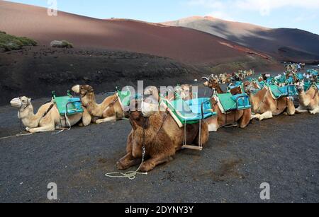 Kamele sitzen in Reihen warten auf Touristen zu kommen. Stockfoto