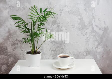 Tasse Kaffee und Heimpflanze in weißen Topf auf Tisch gegen graue Steinwand. Space kopieren Minimaler Stil. Konzept Kaffeezeit. Vorderansicht. Stockfoto